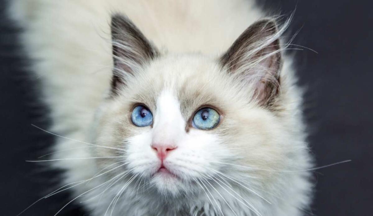 Florida: un gatto domestico aiuta i ricercatori a scoprire due virus sconosciuti - Illustrazione di un gatto (Canva FOTO) - biomedicalcue.it