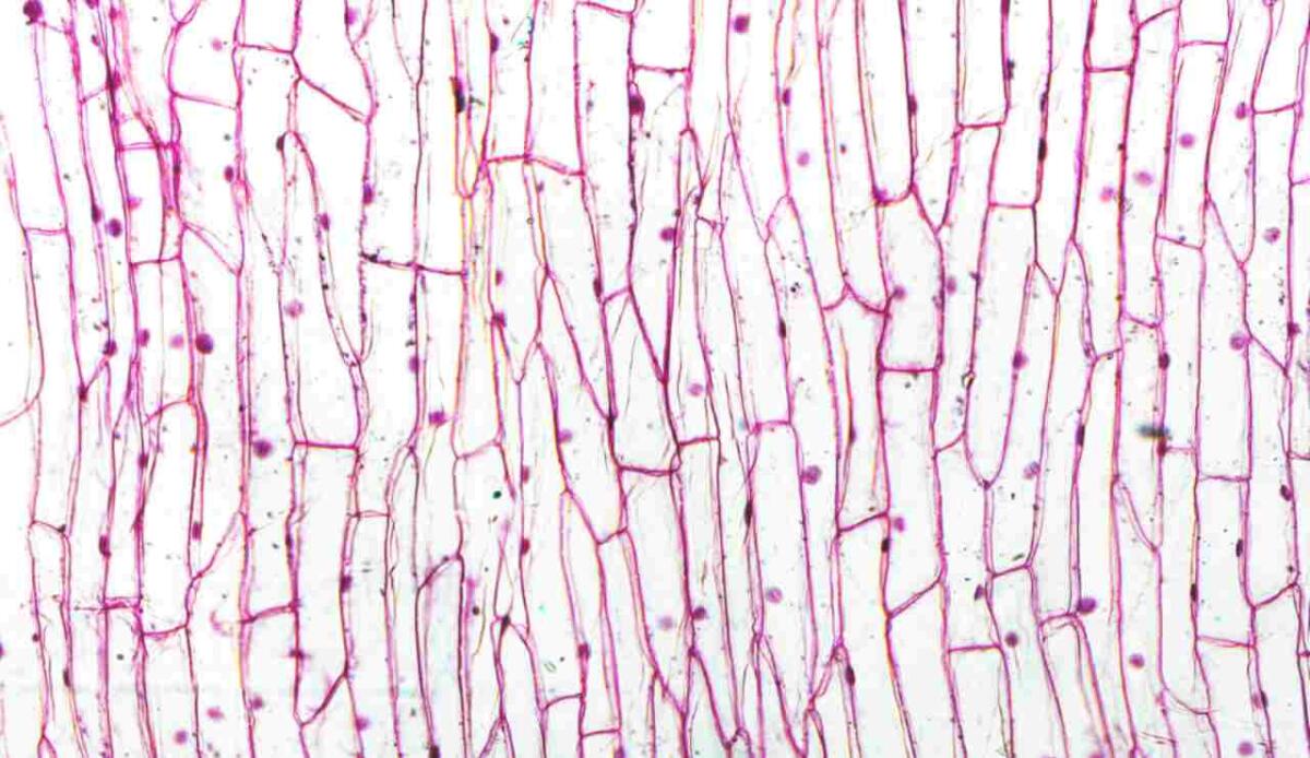 MIT rivela il ruolo cruciale del fluido intercellulare nella flessibilità dei tessuti - Illustrazione di cellule dell'epidermide (Canva FOTO) - biomedicalcue.it