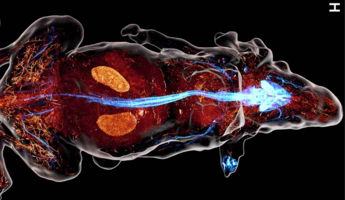 Mappato il sistema nervoso di un topo in 3D: immagini spettacolari rivelano ogni fibra - Illustrazione della mappatura del corpo (Mei-Yu Shi et al., 2025 FOTO) - biomedicalcue.it