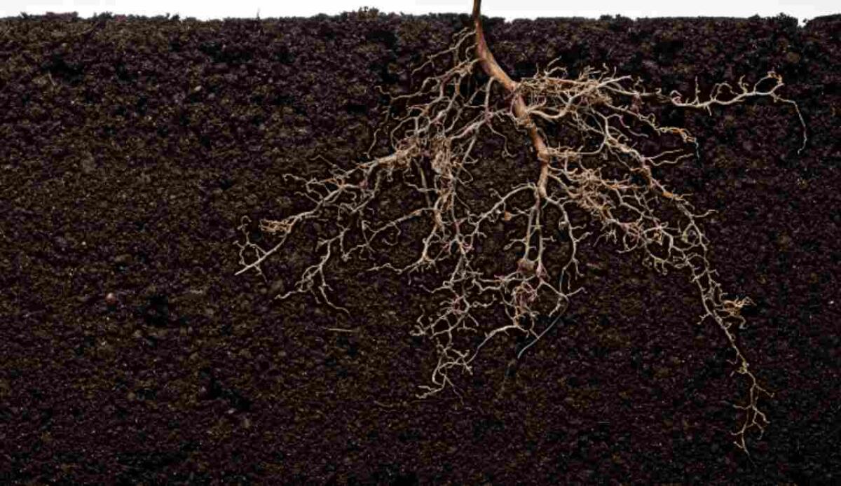 Radici “intelligenti”: come le piante reindirizzano le proprie radici verso l’acqua in modo rapido e preciso - Illustrazione delle radice di una pianta (Canva FOTO) - sciencecue.it