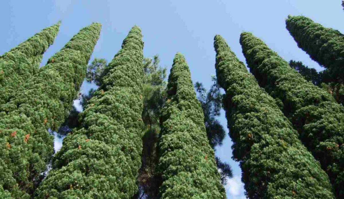Antichi cipressi rivelano 1.500 anni di cambiamenti climatici - Illustrazione di alcuni cipressi (Canva FOTO) - sciencecue.it