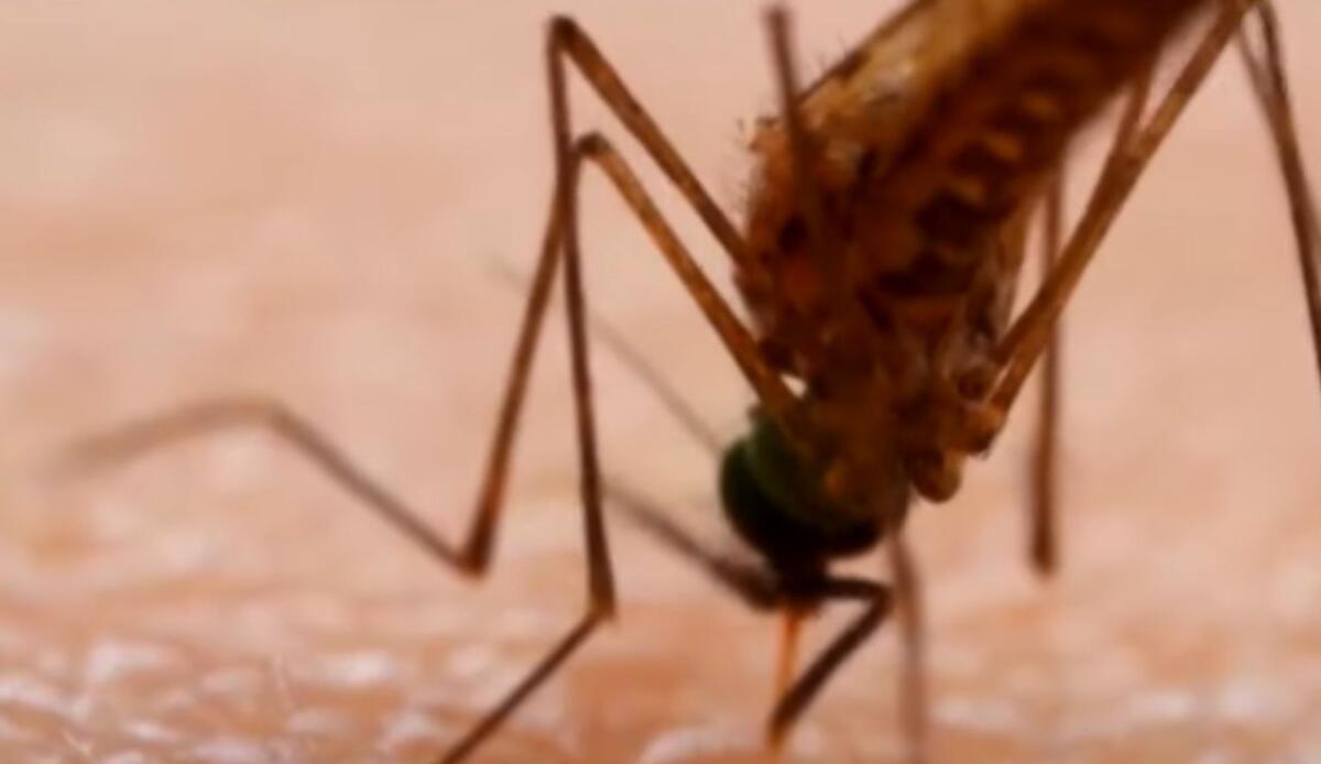 Virus trasmessi da zanzare in aumento con il caldo, nessun allarme: modello predittivo italiano anticipa i focolai, ma servono più disinfestazioni - La zanzara West Nile potrebbe diffondersi per i cambiamenti climatici. Come funziona il modello predittivo italiano? (screenshot Rai/YouTube) - biomedicalcue.it