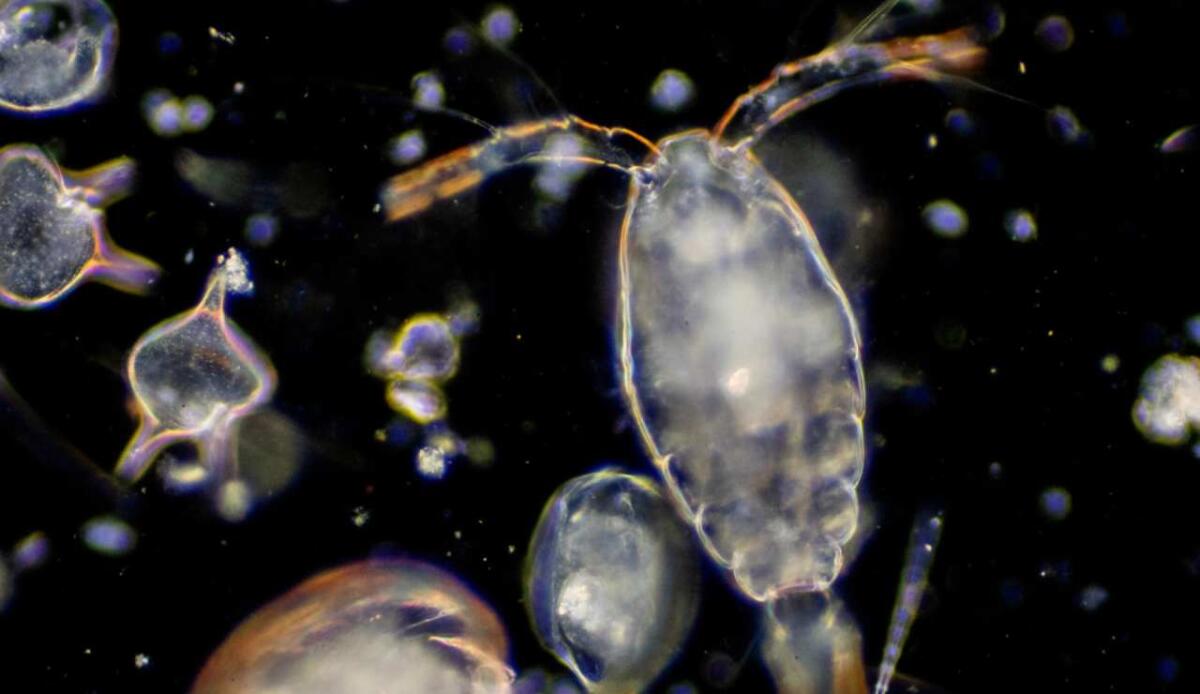 La nave Gaia Blu in missione nel Mediterraneo: studiare il plancton per capire il clima - Illustrazione di plankton (Canva FOTO) - marinecue.it