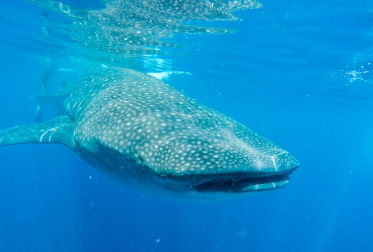 Illustrazione di uno squalo balena (Canva FOTO) - marinecue.it