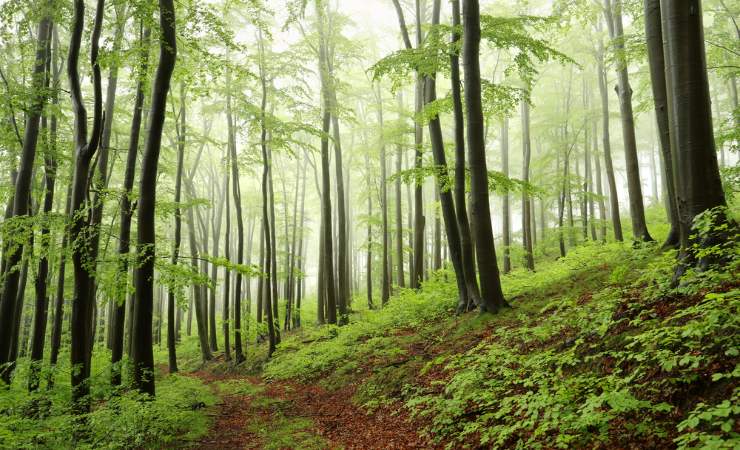 Foresta pluviale