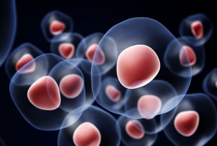 Illustrazione di alcune cellule (Canva FOTO) - biomedicalcue.it