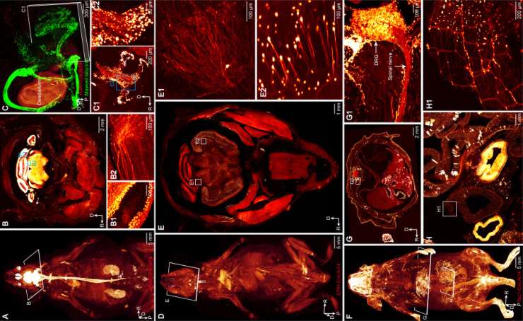 Illustrazione di segnali all'interno del corpo (Mei-Yu Shi et al., 2025 FOTO) - biomedicalcue.it