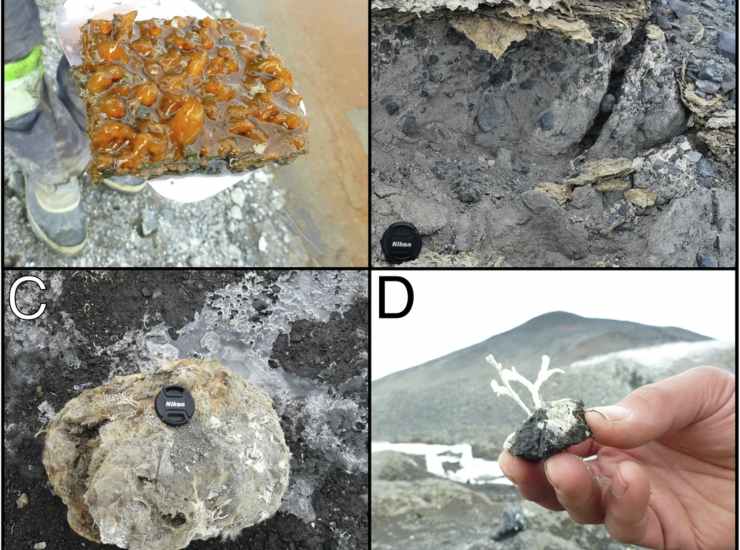 Illustrazione di alcune di queste forme di vita (Husain et al., 2025 FOTO) - energycue.it