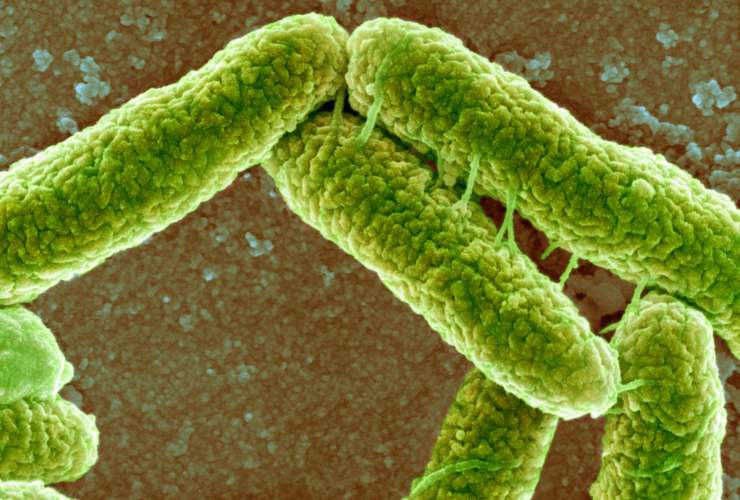 Illustrazione di E. coli (Canva FOTO) - energycue.it