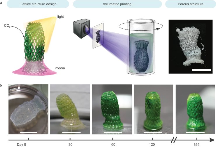 Illustrazione della stampa in 3D (Dalia Dranseike et al., 2025) - buildingcue.it