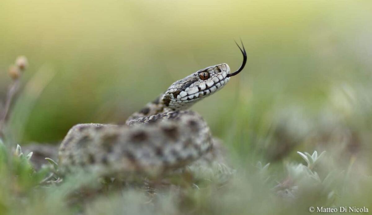 Alla ricerca della Vipera dell’Orsini nel Parco Nazionale del Gran Sasso: l'ultima avventura di Sebastian Colnaghi - Illustrazione della vipera dell'Orsini (Matteo di Nicola FOTO) - sciencecue.it