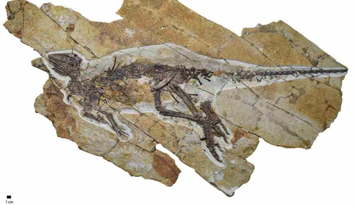 Pulaosaurus qinglong, il dinosauro che cinguettava come un uccello - Illustrazione del fossile di Pulaosaurus qinglongin (Yunfeng Yang et al., 2025 FOTO) - sciencecue.it