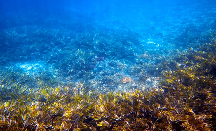 Grossi effetti sull'ecosistema (depositphotos.com) - www.marinecue.it