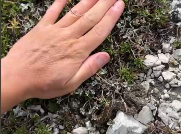 Illustrazione della dimensione della vipera comparata con la mano di Sebastian Colnaghi (Sebastian Colnaghi screen video) - sciencecue.it