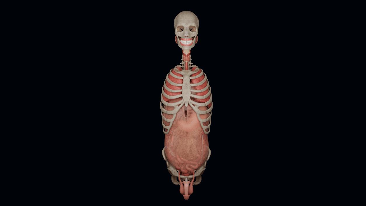 Esplorazione dei sistemi del corpo umano tramite modelli 3D