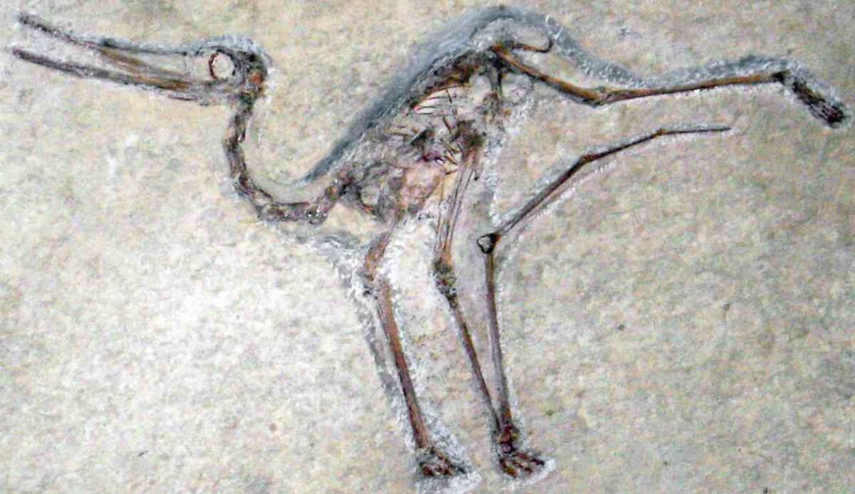 Fossili rivelano pterosauri neonati travolti da un uragano giurassico: svelato il mistero di Solnhofen - Fossile a Solnhofen (FossilEra foto) - www.sciencecue.it
