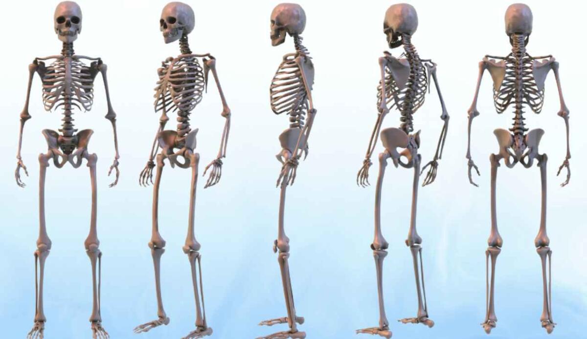 Bipedismo umano: nuovi indizi sul ruolo del bacino nell’influenzare la postura eretta - Illustrazione di alcuni scheletri umani (Canva FOTO) - sciencecue.it