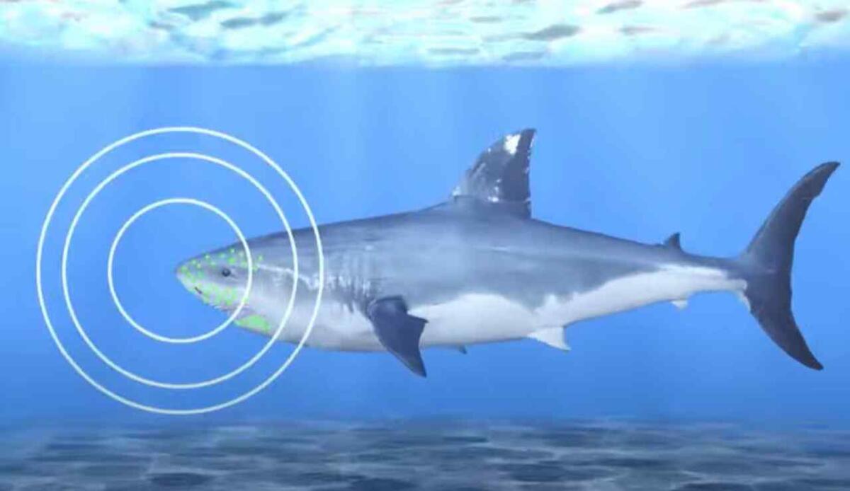 Denti di squalo sotto attacco: l'acidificazione degli oceani ne indebolisce la struttura - Come si orienta uno squalo (screenshot Kodami/YouTube) - marinecue.it
