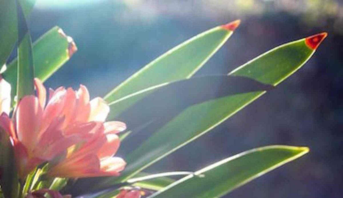 Fioritura controllata da luce e freddo: nuova scoperta genetica apre la strada a colture più resistenti - La splendida scelta delle piante, ecco come scelgono di fiore (Freepik Foto) - www.energycue.it
