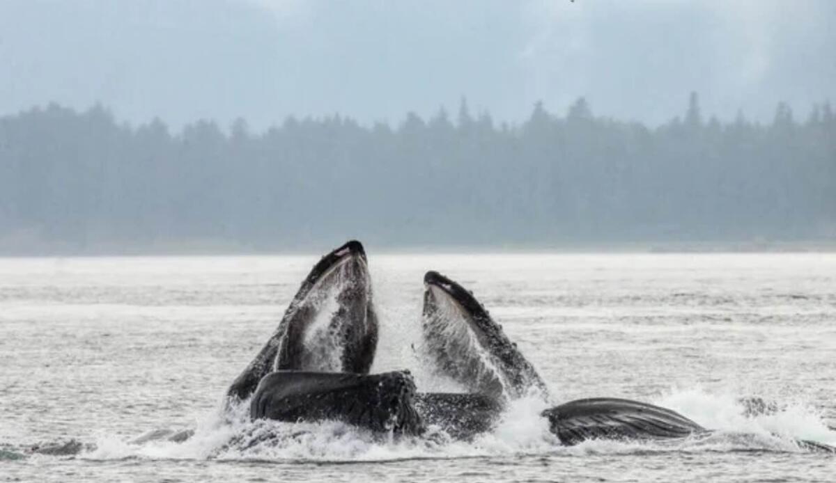 Megattere, hanno una tecnica di pesca unica e inimitabile | Intrappolano le loro prede in un vortice di bolle enormi - Insieme di megattere (depositphotos foto) - www.marinecue.it