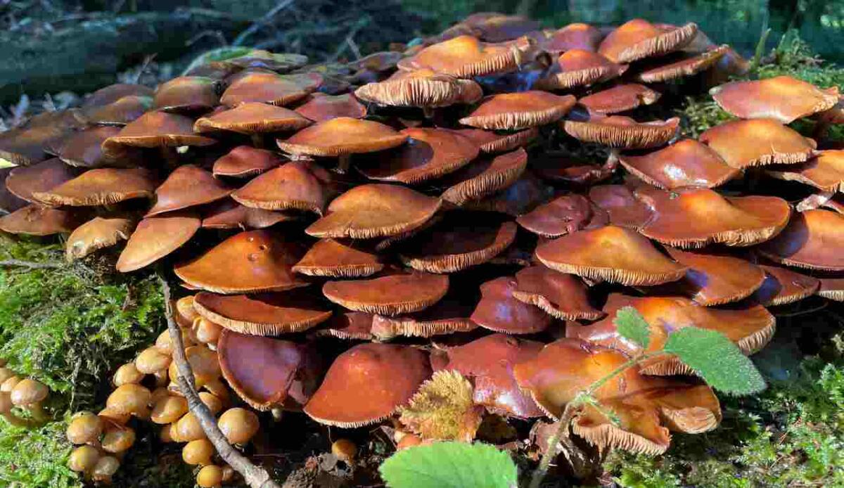 Costruire con i funghi: creato materiale vivo che si autoripara per oltre un mese - Autoriparazione con i funghi nuova scoperta (Canva foto) - www.buildingcue.it