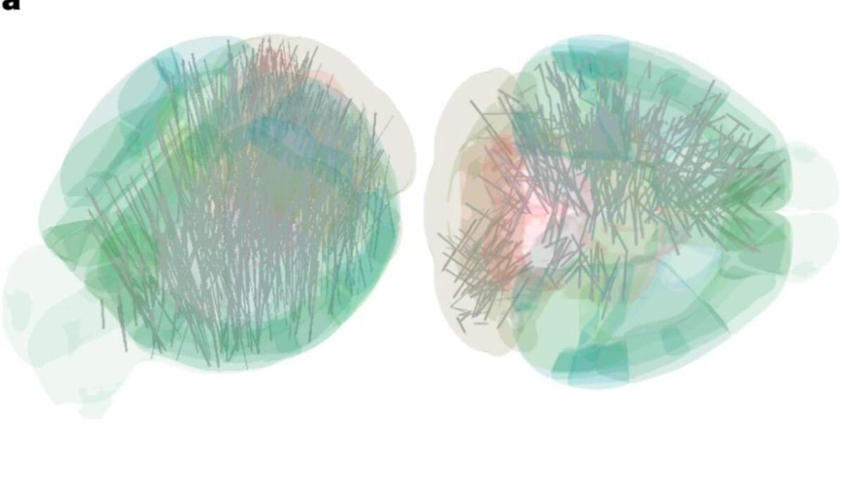 Prima mappa cerebrale completa del processo decisionale: 600.000 neuroni analizzati nei topi - La prima di sempre (nature.com) - www.sciencecue.it