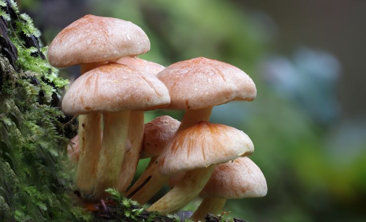 Funghi per autoriparazione (Canva foto) - www.buildingcue.it