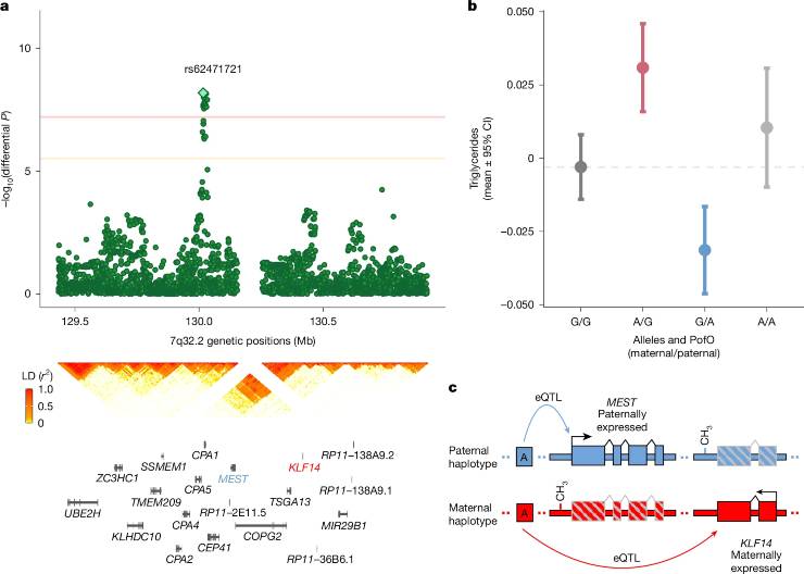Eredità Genica, il comportamento "bipolare" dei trigliceridi osservato (Nature.com) - BioMedicalCUE.it