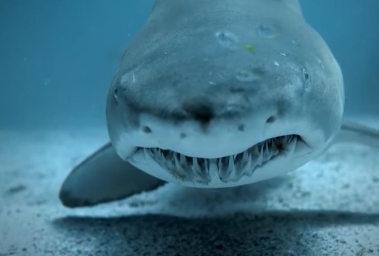 Squalo denti (screenshot Kodami/YouTube) - marinecue.it