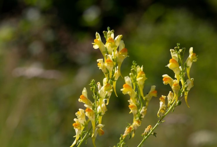 Fiori al sole