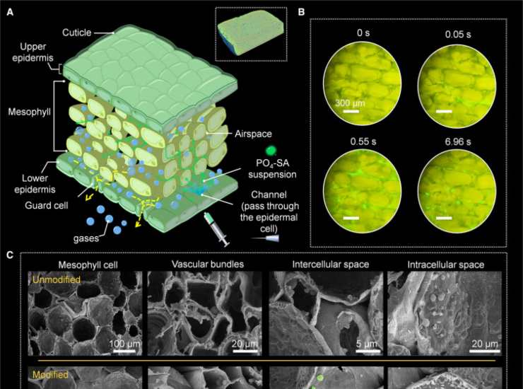 Illustrazione della struttura di una pianta (Shuting Liu et al., 2025 FOTO) - energycue.it