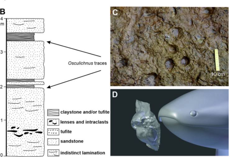 Illustrazione di alcune tracce lasciate dal dipnoo (Szrek et al., 2025 FOTO) - sciencecue.it