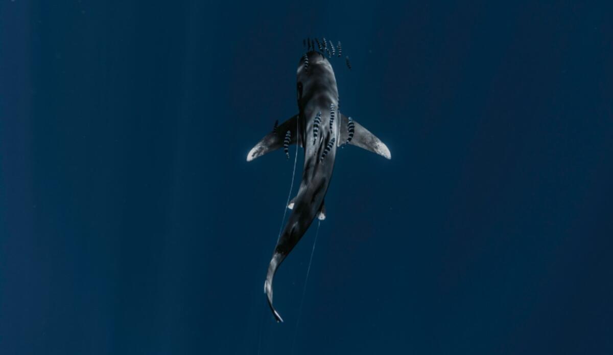 Nuove specie dalle profondità marine: uno squalo luminoso e un granchio “fantasma” - Illustrazione di uno squalo (Canva FOTO) - marinecue.it