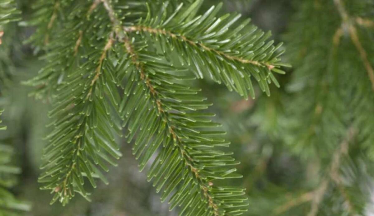 Oro sugli abeti: scoperta in Finlandia grazie a batteri che formano nanoparticelle - Aghi di un abete (Depositphotos foto) - www.sciencecue.it