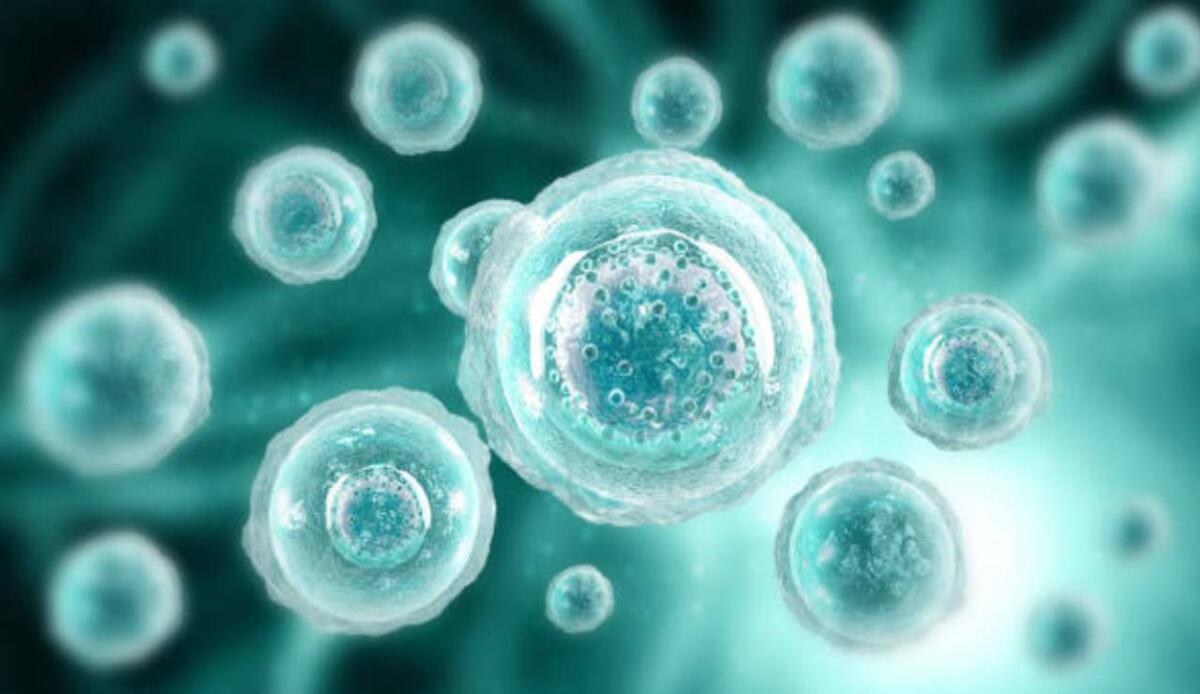 Creati ovuli umani da cellule della pelle: una svolta nella lotta all'infertilità - Una svolta drastica riguardante gli ovuli (Shutterstock foto) - www.biomedicalcue.it