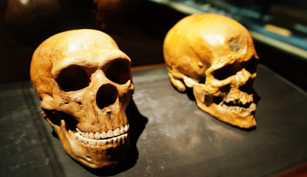 Cina, ricostruito un cranio umano di 1 milione di anni: un’antico lignaggio vicino ai Denisova e ai Sapiens - Illustrazione di alcuni crani umani (Canva FOTO) - sciencecue.it