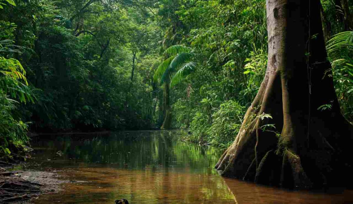 Crescita record per gli alberi in Amazzonia: nuova ricerca svela l’effetto del cambiamento climatico - Illustrazione di alberi amazzonici (Canva FOTO) - energycue.it