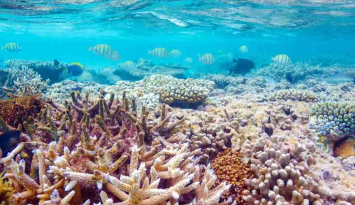 Barriere coralline al collasso: raggiunto il primo punto critico climatico irreversibile del pianeta - Barriera corallina e pericoli (Depositphotos foto) - www.energycue.it