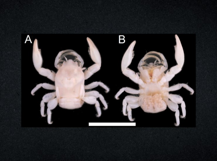 Illustrazione di Porcellanella brevidentata (Hai Xin Loke et al., 2025 FOTO) - marinecue.it