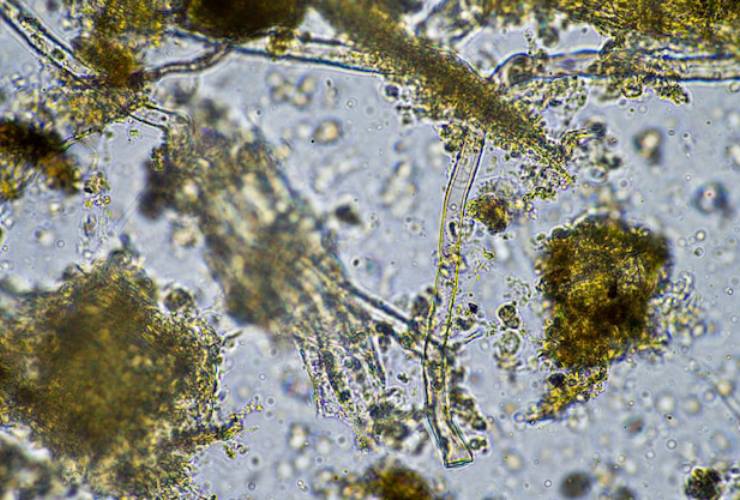 microambiente acquatico, ecco questi microorganismi cosa rappresentano (Freepik Foto) - www.marinecue.it