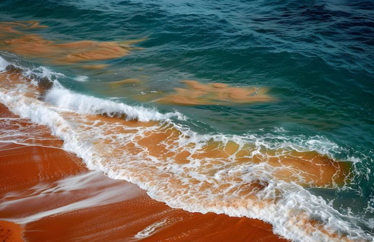 Mar Rosso, ecco cosa succede (Freepik Foto) - www.marinecue.it