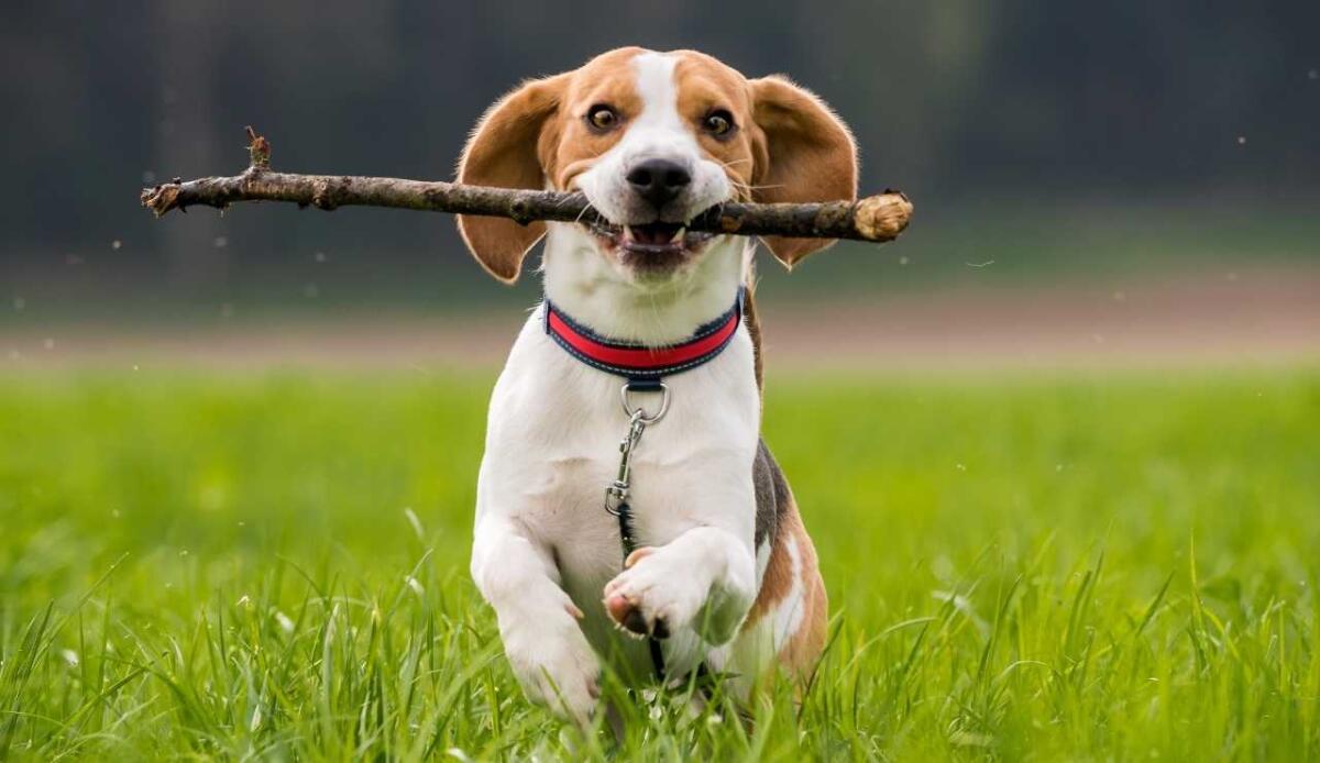 Come allungare la vita del tuo cane: i 6 consigli degli esperti del Dog Aging Project - Una vita migliore (canva.com) - www.sciencecue.it