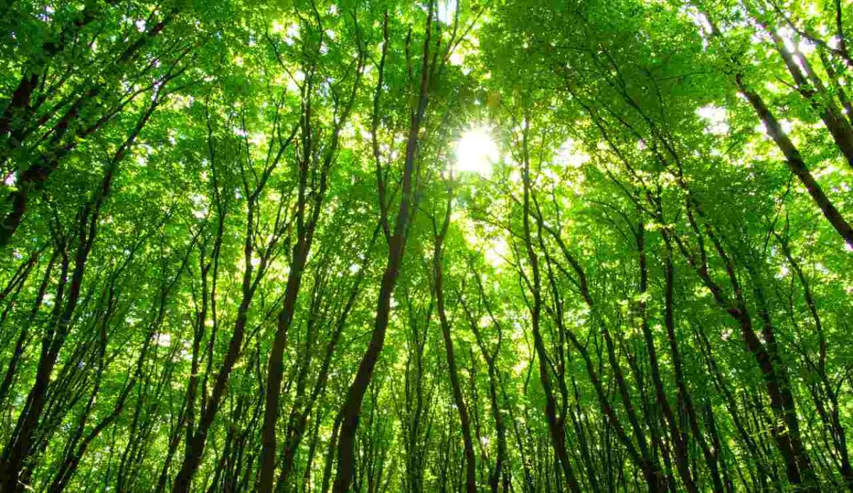 Non tutti gli alberi aiutano contro il caldo: lo dice uno studio europeo - 
