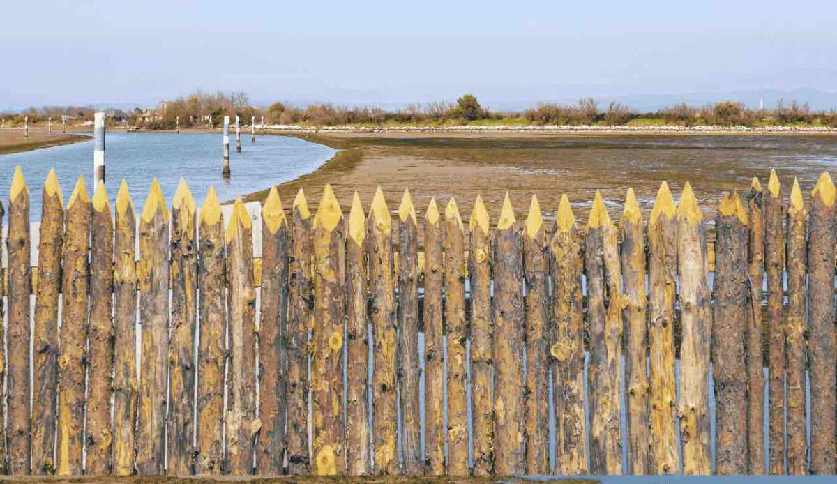 Grado, scoperte antiche palizzate che rivelano 5000 anni di variazioni del livello del mare - Palizzate ritrovate (Canva) - marinecue.it