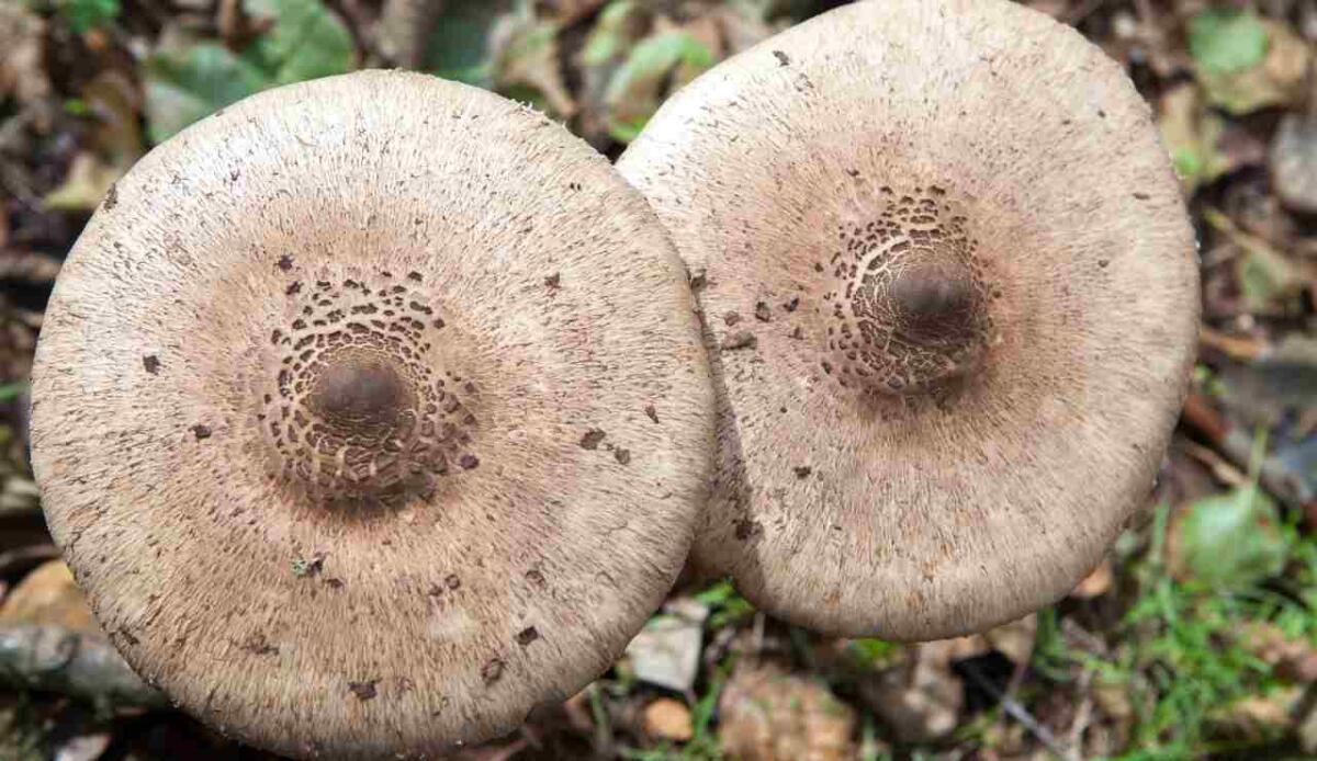 Nascono i materiali che crescono: case del futuro costruite con funghi e scarti agricoli - Funghi per costruire case, la scoperta (DepositPhotos) - BuildingCUE
