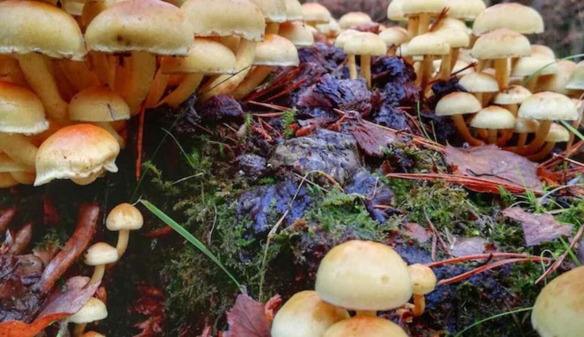 Computer viventi a base di funghi: chip biodegradabili ispirati al cervello - 