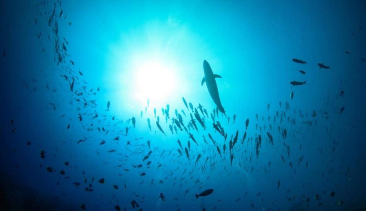 Scoperti 14 nuovi e strani animali marini a oltre 6.000 metri di profondità - Abissi oceanici, le nuove scoperte (Freepik Foto) - www.marinecue.it