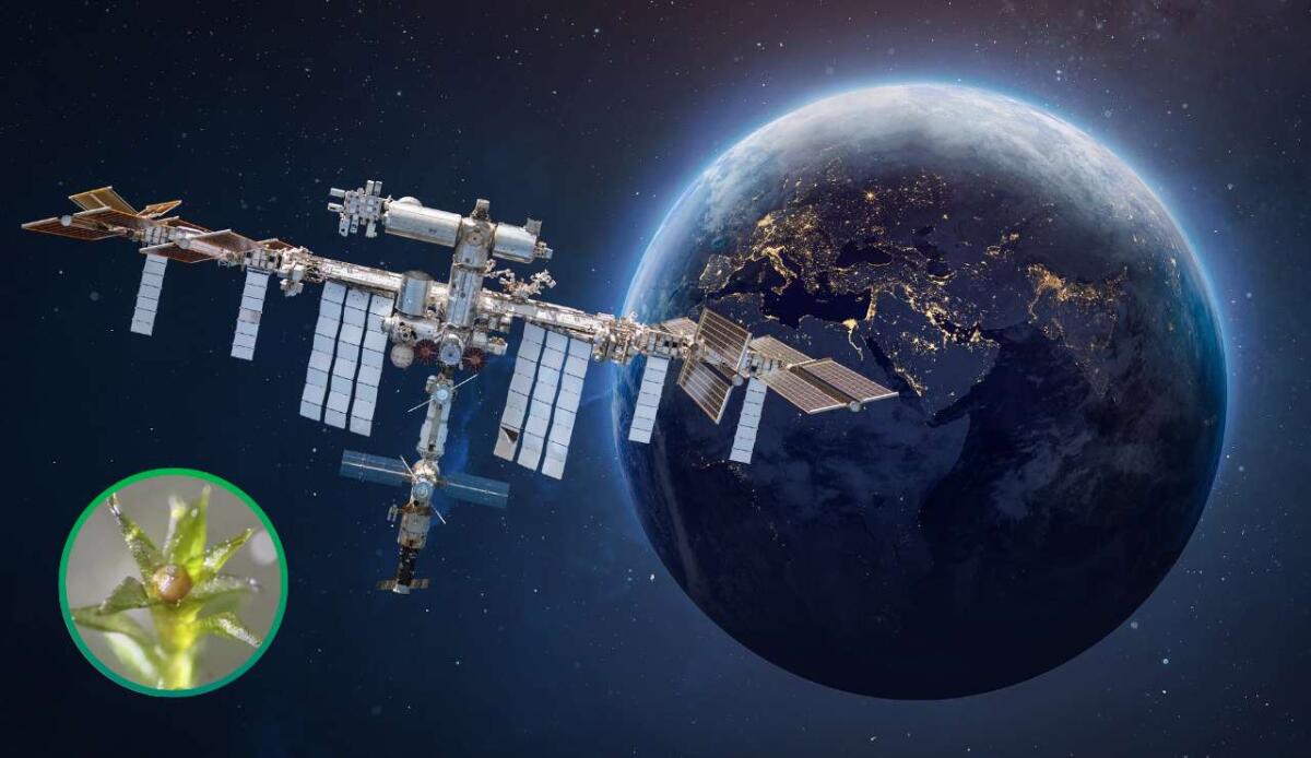 ISS: il muschio torna a germogliare dopo nove mesi fuori dall’atmosfera - 