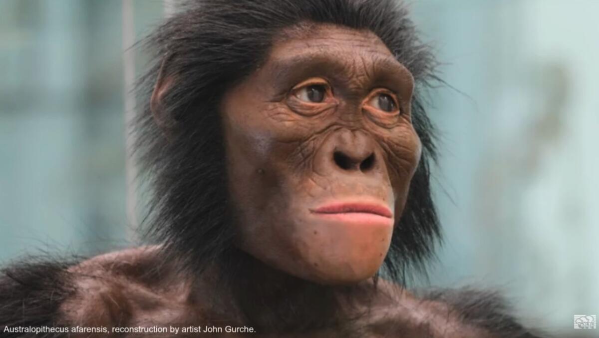 Scoperto un “cugino” di Lucy: due specie umane convivevano 3,4 milioni di anni fa - Credits: ASU Institute of Human Origins