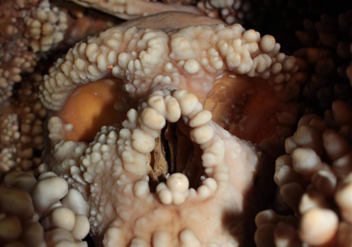 Naso largo ma adatto al freddo: nuove scoperte sul Neanderthal grazie allo scheletro di Altamura - Fonte: "Proceedings of the National Academy of Sciences USA” (PNAS) via Unipinews